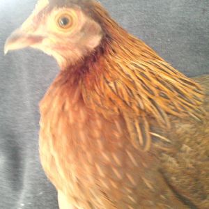 Hulk! A little old english game bantam! Our newest hen is very talkative and friendly.