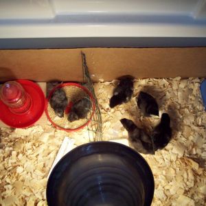 The 1st 4 Marans sisters 4/12