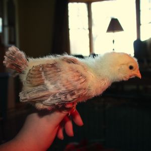 The biggest, assuming female. Y/N?