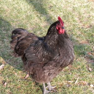 dark blue 6 1/2 months