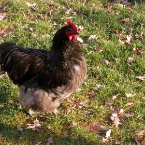 light blue 6 1/2 months