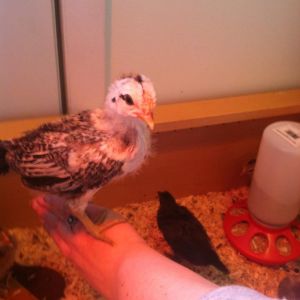 Spencer jr My youngest sons chick