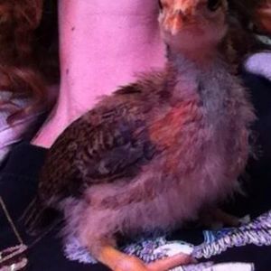 *
Buttercup our only one out of 7 with a comb so far. We have two with nothing on them and the others have wide patch like bumps