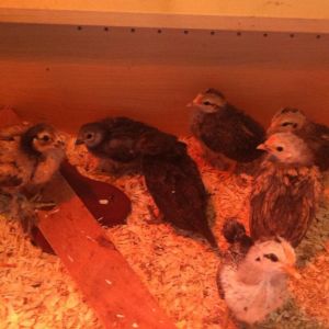 *
Our 7 chicks they will be 3 weeks old march 14th.