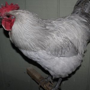 Lavender rooster with a little frostbite :(