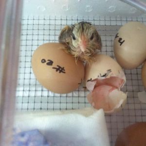 Our first hatch