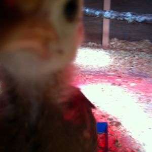 Twink is very inquisitive and kept pecking at my phone.