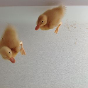 Pekins