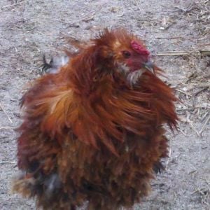 Our new Frizzle Ameraucana Roo