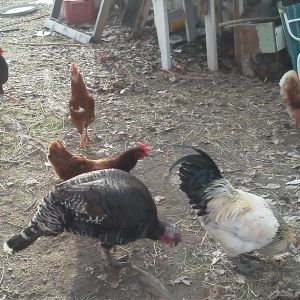 Jenny, Doc, Rhodie, Feathers, Red, and Goldie