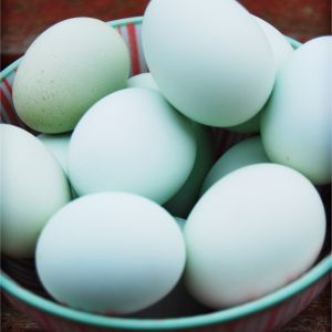 Porcelain blue bantam Easter Egger eggs.