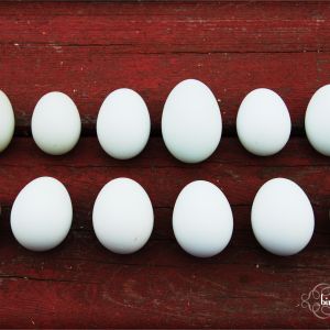 Marie's first dozen eggs.