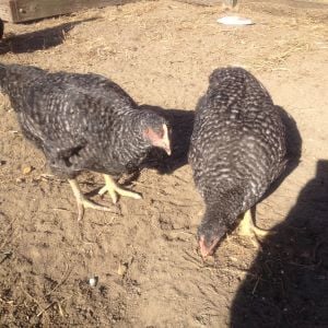 2 of the babies... Barred Rocks at 19 weeks