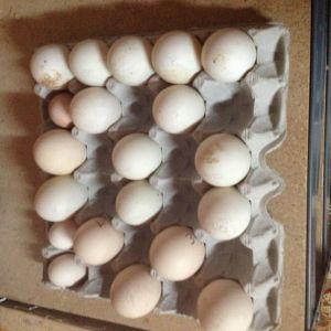 12 pekin eggs added and one silver laced pheasant egg. 4 pea eggs now n still one white silkie egg.