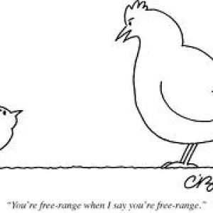 Sounds like my chickens!