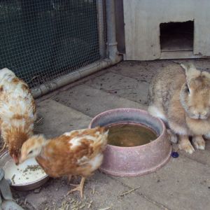 Esther the rabbit with her chicken friends