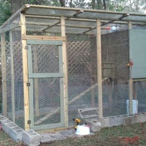 Coop/run in progress.  Need to finish painting it and filling all the cinder blocks with dirt and planting seeds in them.  Heat lamp moved to the inside of the coop.  Run dimensions-12' long x 6' wide x 8' tall.  Coop - 3' x 6'.  Home to 6 girls (1 buff O, 1 RIR, 2 EEs, 1 SLW, 1 FBCM). My two "helpers" off to the left.  3/9/13.

April 2014  We have since added a solid wood privacy fence around the whole yard too.  SOOOOO much nicer!  Also, finished painting and my plants are blooming.....well, the ones not devoured by the free ranging chickens.  Current pic to come soon.