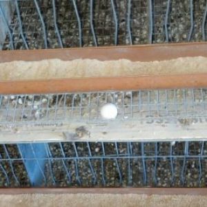 *
Its starting!..first Bobwhite egg of the year!