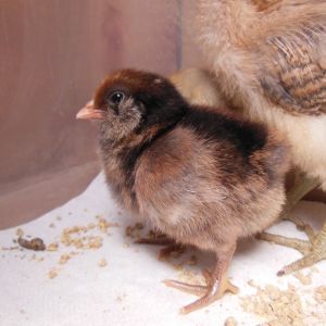 Scarlet, 2 day old EE
