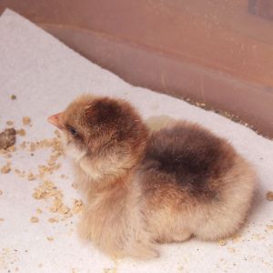 Cobra, 2 day old EE