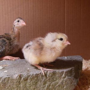 Pablo, 2 day old EE