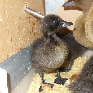 Sassafras, 2 day old Black Cayuga