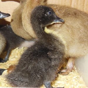 Stalker, 2 day old Black Cayuga
