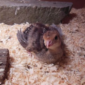 Turducken, 11 day old Bronze Turkey