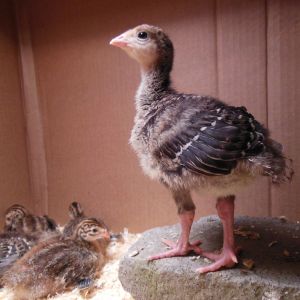 Captain Eggshell, 11 day old Bronze Turkey