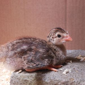 Buzzer, 11 day old Guinea