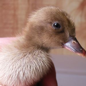 Flo, 2 day old Khaki Campbell