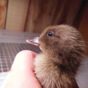 Laser, 2 day old Khaki Campbell