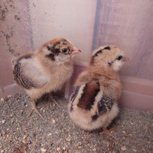 Lulu (on the left), 5 day old EE