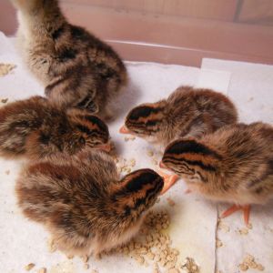 Guineas