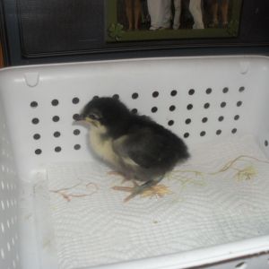 Austin, Australorp 1wk