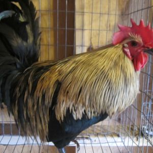 Golden Badger Genetic Hackle Bird -  11 months - A slow grower - Beautiful Cape but the saddle needs a little more time