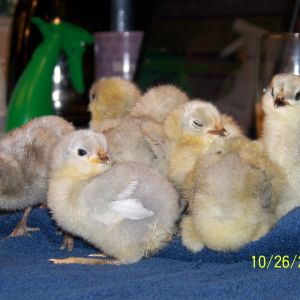 Lavender and Wheaten babies from FaykokoWV.  That is Landon poking his head up to see what is happening!