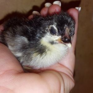 Next year's winners!  This is Clyde the BCM from Indian Oaks.  Hatched February 14, 2013