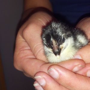 This is Bonnie from Indian Oaks.  She hatched February 14, 2013.
