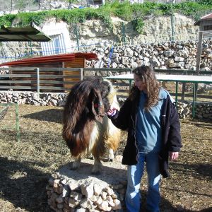 avram (abraham, named after the guy in the Bible and also his original owner, an old kurdish man, who has been a goatherd from 7 years old in kurdistan and continued in israel, w/o high education, but grows all his own fruits, vegetables, has chickens, goats, sheep, and all kinds of other animals... ) this buck goat was the second (buck) love of my life. when we took the petting zoo apart, we returned him to his farm to father many more small avrams, for meat and milk. he wouldnt let anyone handle him but me.