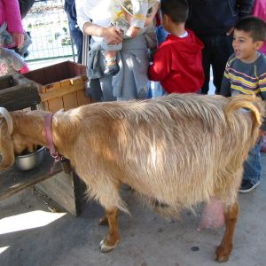 dok mai (flower, in thai), my queen nanny goat, an anglo nubian in winter coat; gentle, friendly, very very vocal, a great petting zoo goat, and a great mother of many twins. she succumbed to a horrible udder disease, one horrible february, and i raised her babies in my house, one , krem (cream) later moved to the jerusalem zoo to be a large goat among pygmy and dwarf goats. krem still recognized me three years later, when i went to visit.