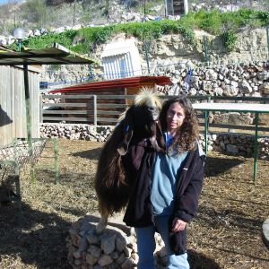 avram again. he's supposedly boer, but i think that he has some anglonubian in him, he was depolled, so all his babies come out normal, and with horns. with horns, he would have been dangerous to handle in the area we have. (he arrived depolled. we do it at a young age.)