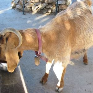 dok mai, eating her treats... she has a full udder because we used her often to demonstrate milking and the build of an udder. we called her dok mai because one horn was curled up on her forehead like a rose.