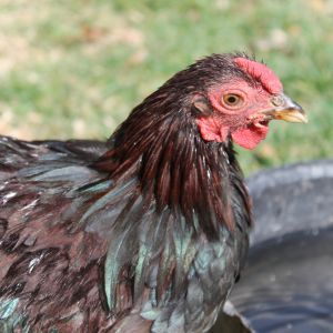 Winston, Partridge Bantam Wyandotte roo