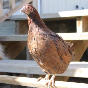 Mrs. Pennyapple, Partridge Bantam Wyandotte pullet
