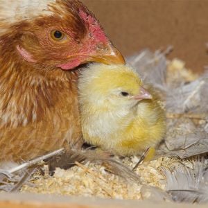White-laced red cornish hen with cornish/brahma cross shick