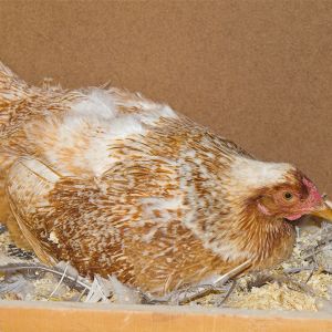 White-laced red cornish hen with empty egg shell