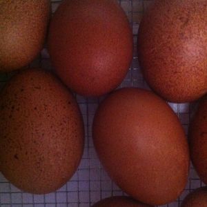 Welsummer Eggs
