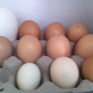 Blown Eggs