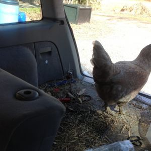 She was just determined that it was take your hen to work day!